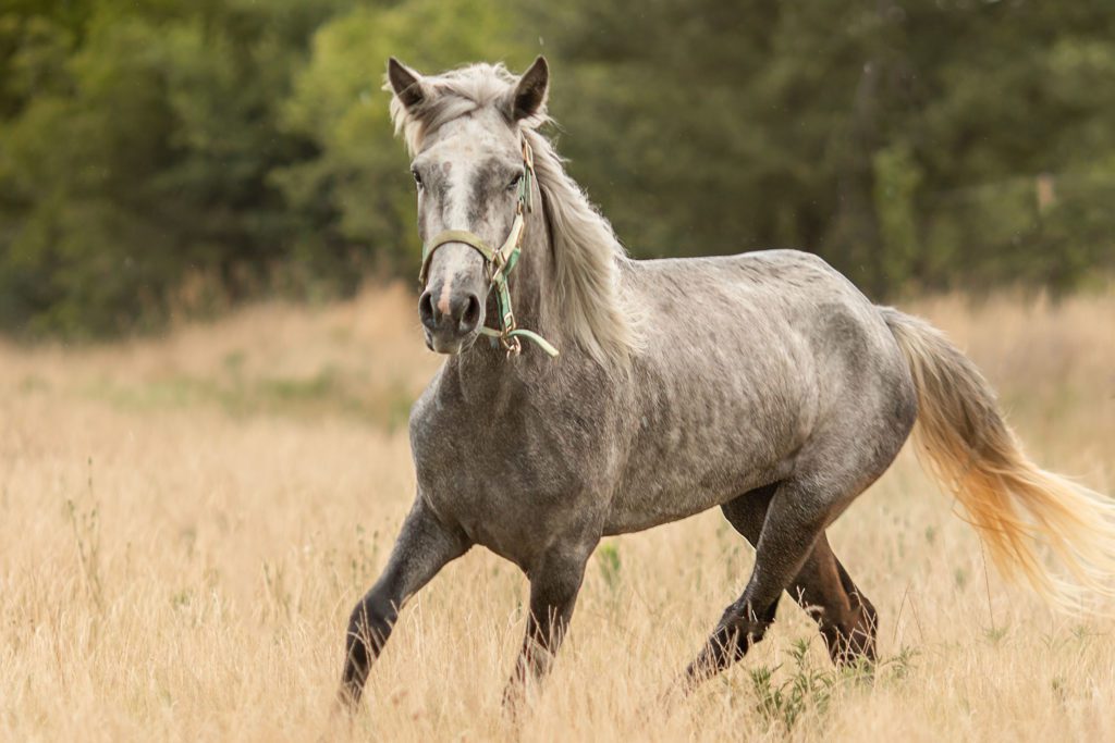 Whisper during her rehabilitation in June 2022, photographed by the lovely Air Ponies.