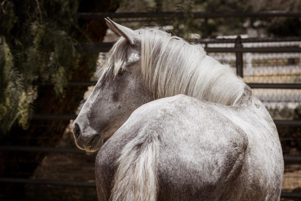 Whisper settling into California life captured by Kimerlee Curyl