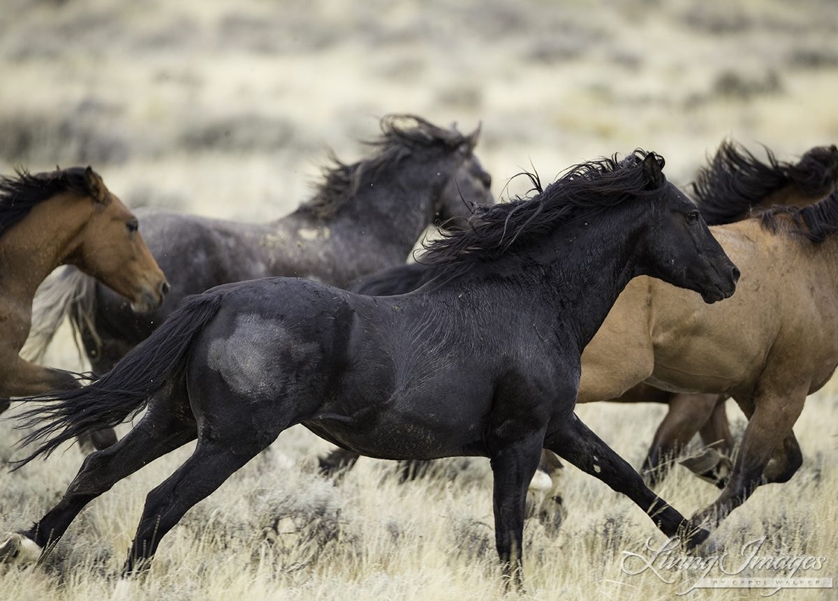 A Galloping Herd of Wild Horses in a Photo Taken by Carol Walker