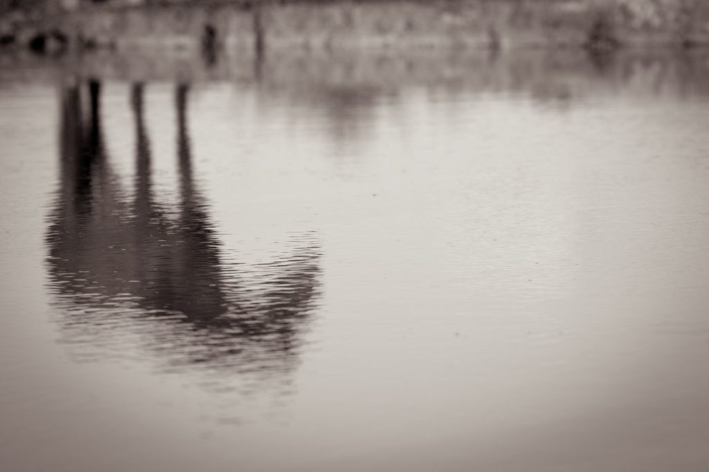 A Photograph of a Wild Horse's Reflection Taken by Kimerlee Curyl