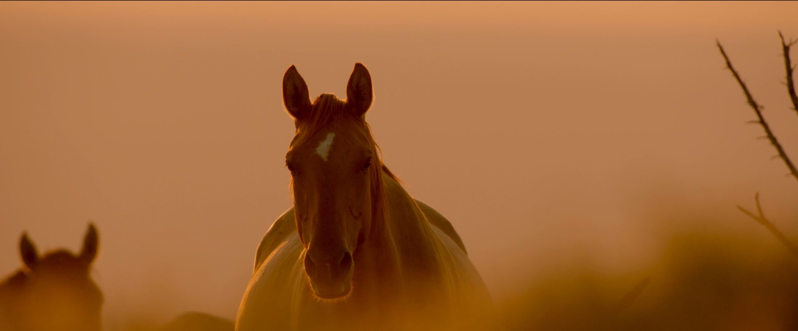 A Wild Horse Looks into the Camera in a Still from our upcoming "Wild Beauty" Documentary