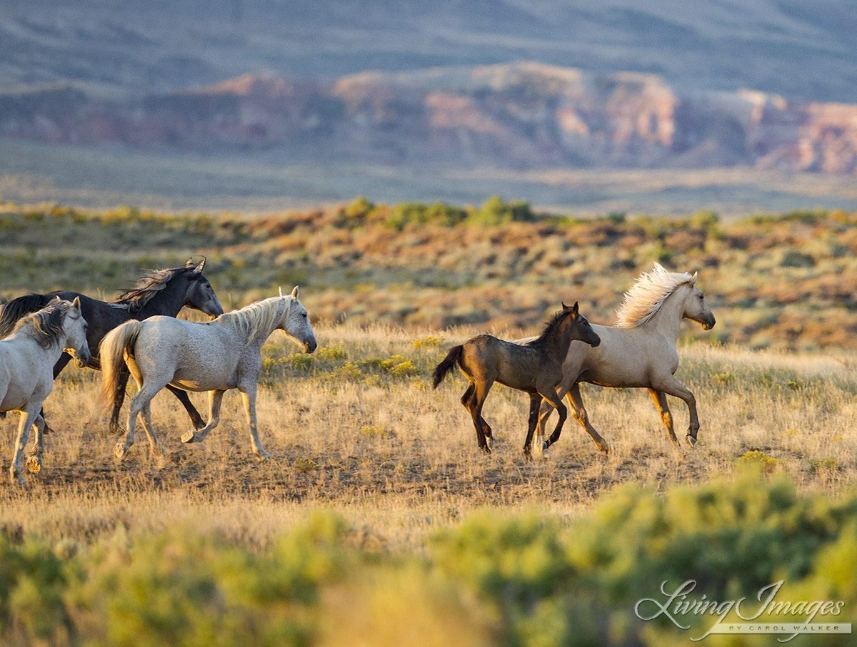 Adobe Town Mustangs by Carol Walker
