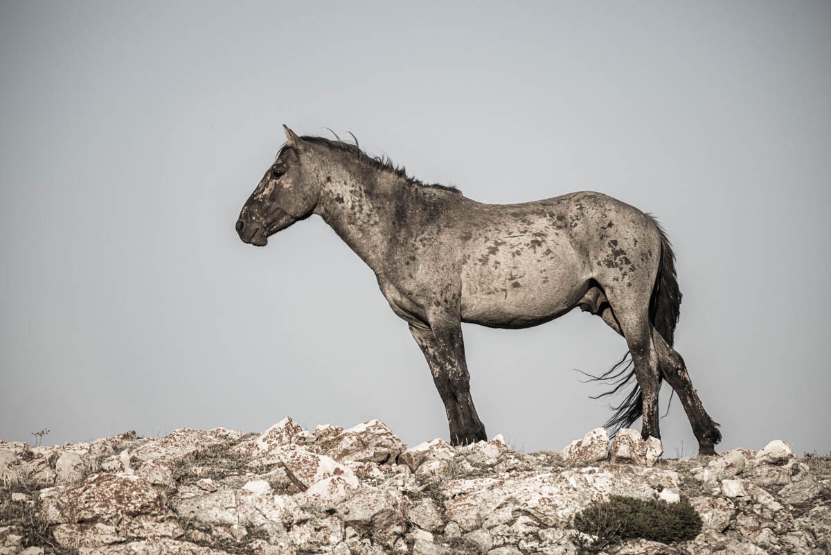 Noble One by Tori Gagne