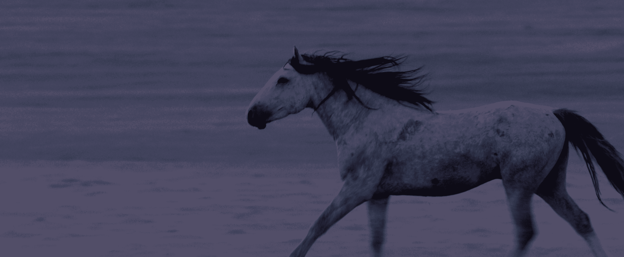 Running Mustang Wild Beauty