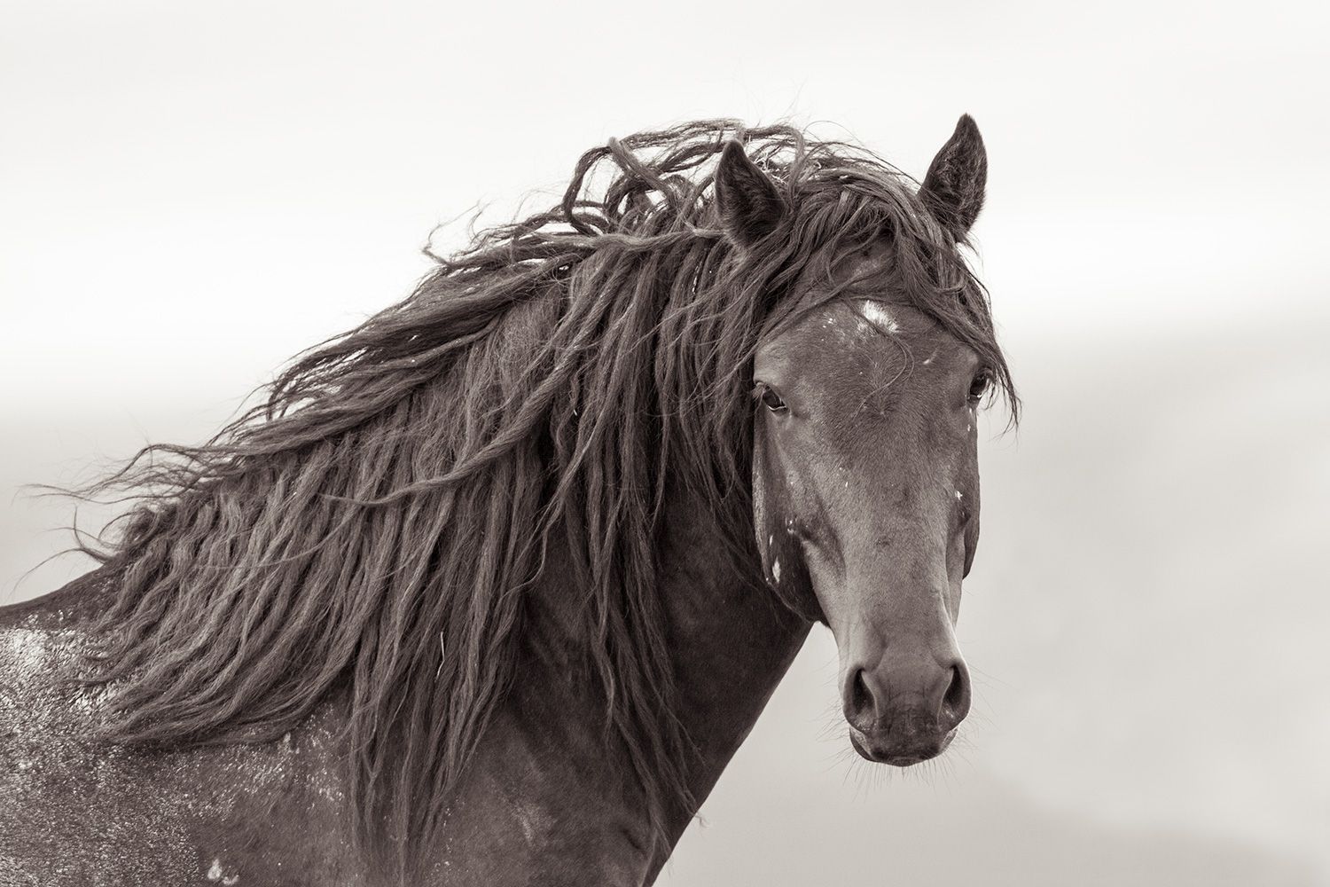Wild Horse Portrait Black and White by Kimerlee Curyl