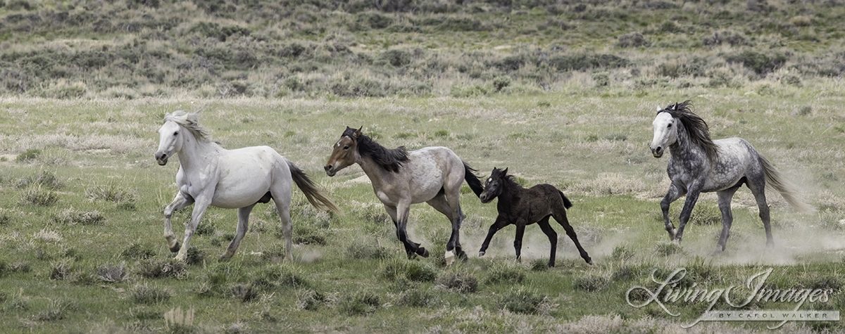 Adobe Town Wild Horses by Carol Walker