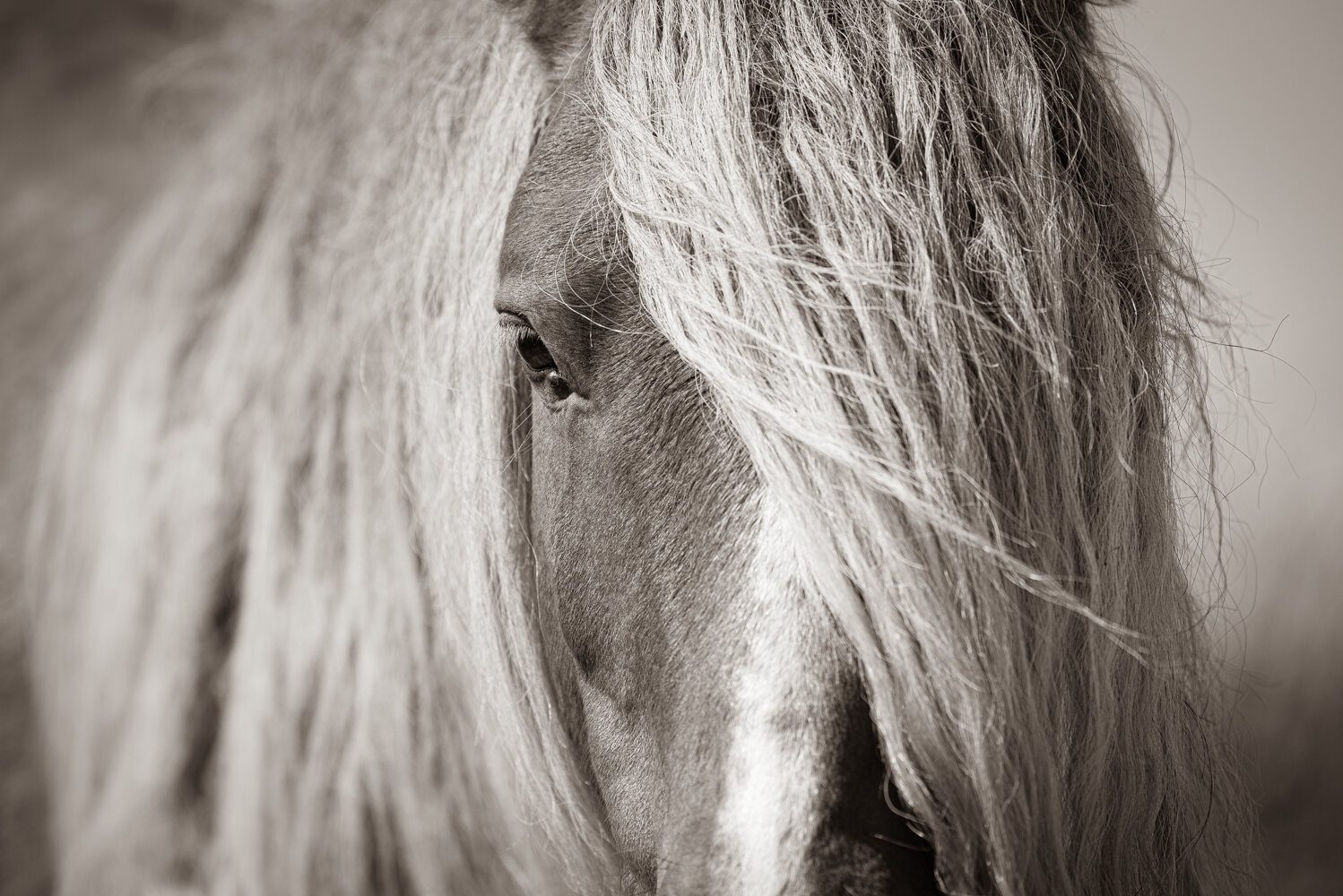Sandy Sharkey Eye